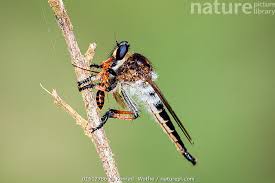 Attēlu rezultāti vaicājumam “Asilidae”