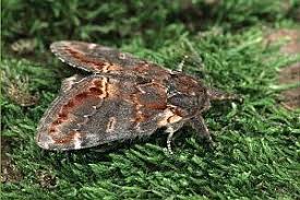 Attēlu rezultāti vaicājumam “Notodonta dromedarius”