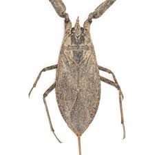 Attēlu rezultāti vaicājumam “Nepa cinerea”