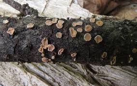 Attēlu rezultāti vaicājumam “Aleurodiscus amorphus”