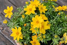 Attēlu rezultāti vaicājumam “Bidens frondosa flower”