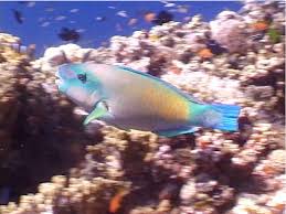 Image result for Chlorurus sordidus