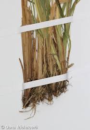 Attēlu rezultāti vaicājumam “Carex elongata”