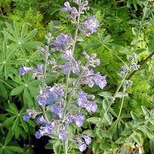 Attēlu rezultāti vaicājumam “Nepeta x faassenii flower”