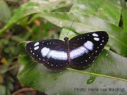 Attēlu rezultāti vaicājumam “Nymphalidae”