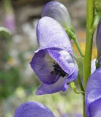Attēlu rezultāti vaicājumam “Aconitum napellus bud”