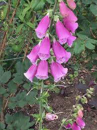 Attēlu rezultāti vaicājumam “Digitalis purpurea flower”