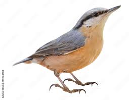 Image result for Sitta europaea