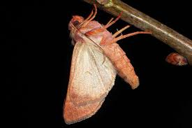 Attēlu rezultāti vaicājumam “Agrochola helvola imago”