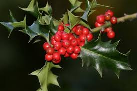 images?q=tbn:ANd9GcQtJHAyLdDwJuNHA42k60R57pnBc99IZQVZv6qPQK5J66Pp93ySGQ