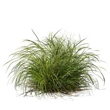 Attēlu rezultāti vaicājumam “Carex elata”