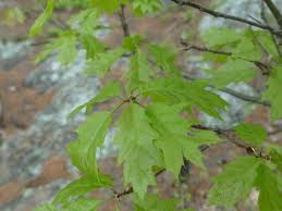 Attēlu rezultāti vaicājumam “Quercus rubra”