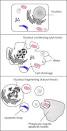 Apoptosis - Wikipedia, the free encyclopedia