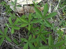 Attēlu rezultāti vaicājumam “Potentilla reptans bud”
