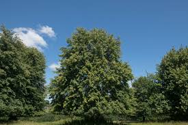 Attēlu rezultāti vaicājumam “Tilia x vulgaris”