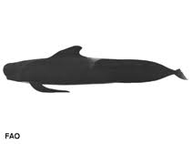 Image result for Globicephala melas