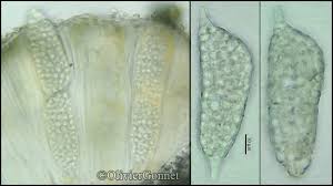 Attēlu rezultāti vaicājumam “Phlyctis agelaea”