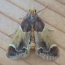 Attēlu rezultāti vaicājumam “Pyralis farinalis”