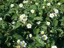 Attēlu rezultāti vaicājumam “Fragaria viridis leaf”