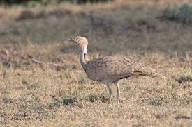 Image result for Chlamydotis macqueenii