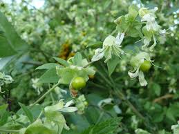 Attēlu rezultāti vaicājumam “Silene baccifera”