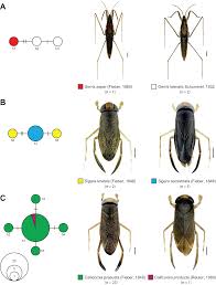 Attēlu rezultāti vaicājumam “Limnoporus rufoscutellatus”