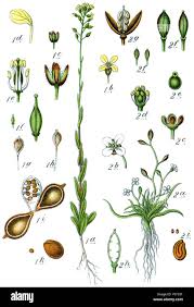 Attēlu rezultāti vaicājumam “Subularia aquatica leaf”