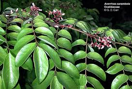 Attēlu rezultāti vaicājumam “Oxalidaceae”