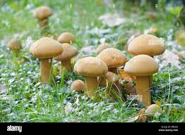 Attēlu rezultāti vaicājumam “Phaeolepiota aurea”