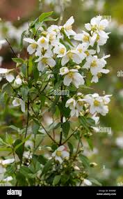 Attēlu rezultāti vaicājumam “Philadelphus lemoinei flower”