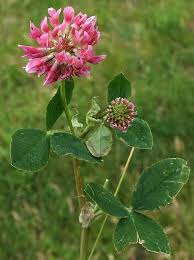 Attēlu rezultāti vaicājumam “Trifolium hybridum flower”