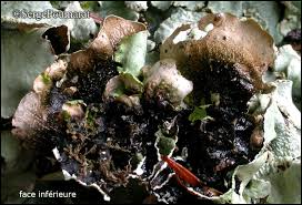 Attēlu rezultāti vaicājumam “Cetrelia sp.”