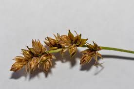 Attēlu rezultāti vaicājumam “Carex spicata”