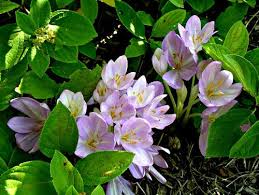 Attēlu rezultāti vaicājumam “Colchicum autumnale flower”