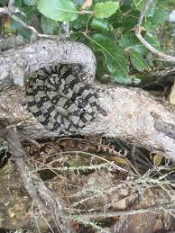 Attēlu rezultāti vaicājumam “Natrix natrix”