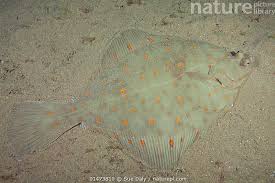 Image result for Pleuronectes platessa