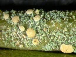 Attēlu rezultāti vaicājumam “Fellhanera subtilis”