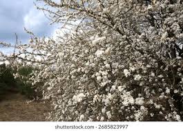 Attēlu rezultāti vaicājumam “Prunus cerasifera var. divaricata”