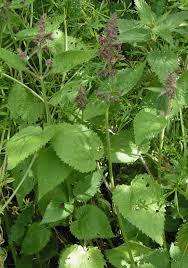 Attēlu rezultāti vaicājumam “Stachys sylvatica bud”
