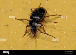 Attēlu rezultāti vaicājumam “Carabidae”