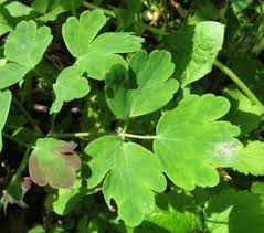 Attēlu rezultāti vaicājumam “Oenothera rubricauli leaf”