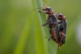 Attēlu rezultāti vaicājumam “Cantharis fusca”