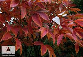 Attēlu rezultāti vaicājumam “Aesculus x neglecta flower”