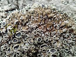 Attēlu rezultāti vaicājumam “Physconia distorta”