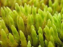 Attēlu rezultāti vaicājumam “Dichodontium pellucidum sporophyte”