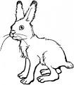 Hare coloring page