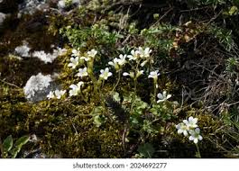 Attēlu rezultāti vaicājumam “Saxifraga granulata leaf”