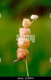 Attēlu rezultāti vaicājumam “Rhinanthus serotinus fruit”