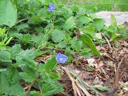 Attēlu rezultāti vaicājumam “Veronica chamaedrys leaf”