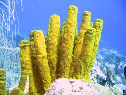 Attēlu rezultāti vaicājumam “Tubifera applanata sessile”